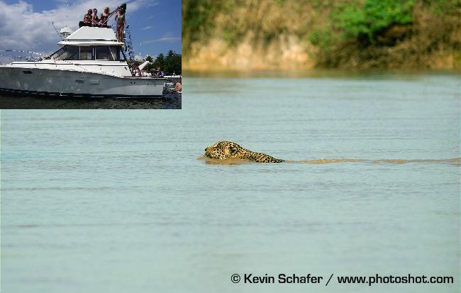 Jaguar-swimming-across-river.jpg